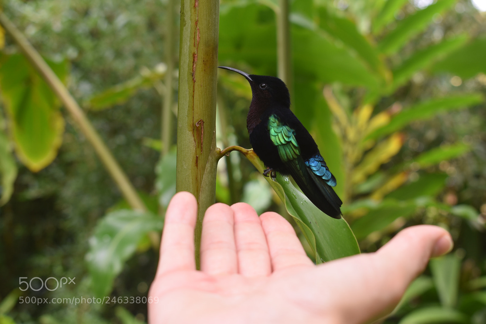 Nikon D3400 sample photo. Colibri photography