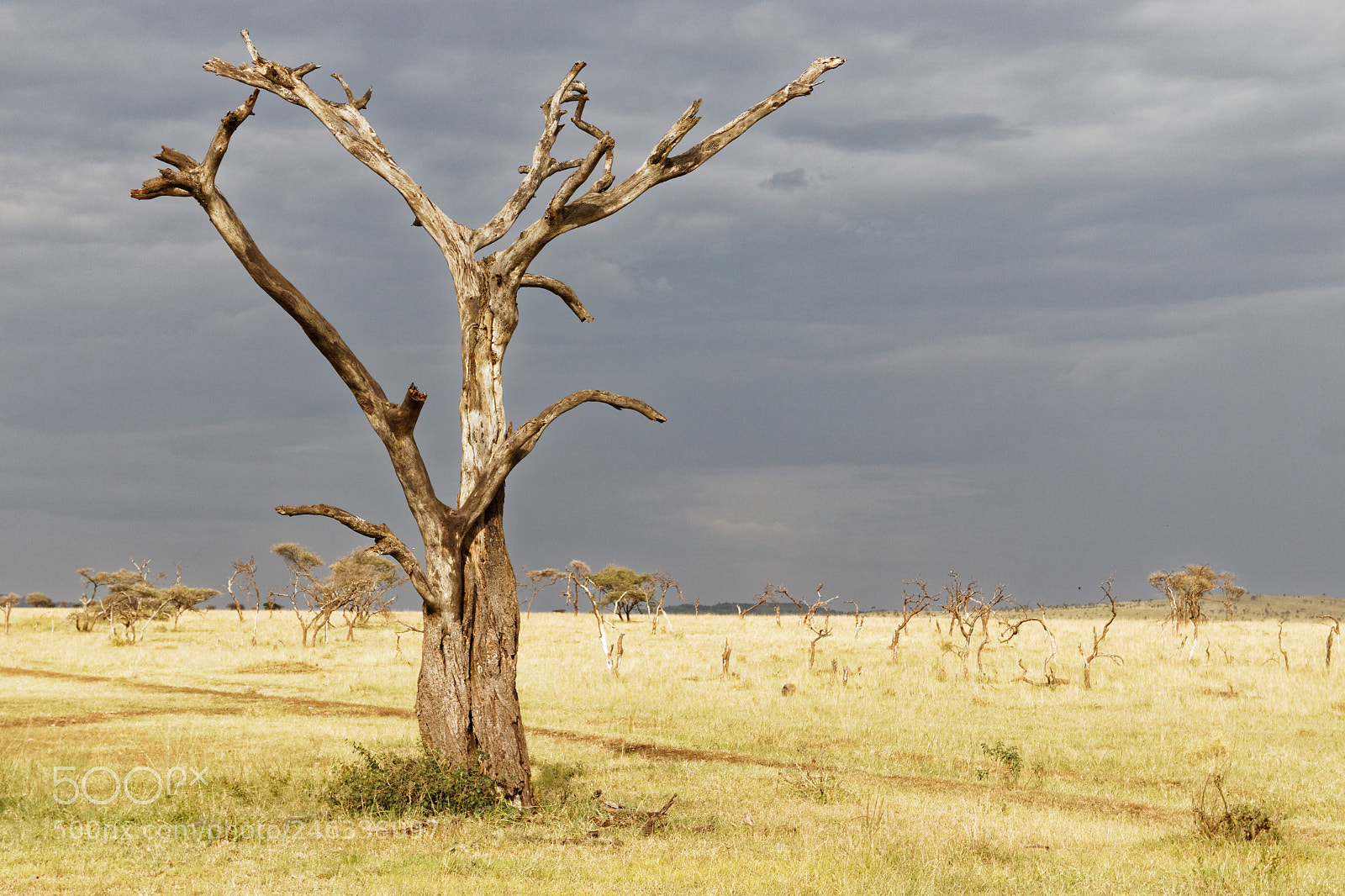 Canon EOS 77D (EOS 9000D / EOS 770D) sample photo. Serengeti dry season photography