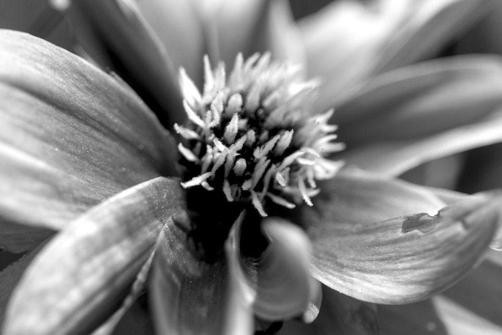 Canon EF 100mm F2.8 Macro USM sample photo. Dahlia photography