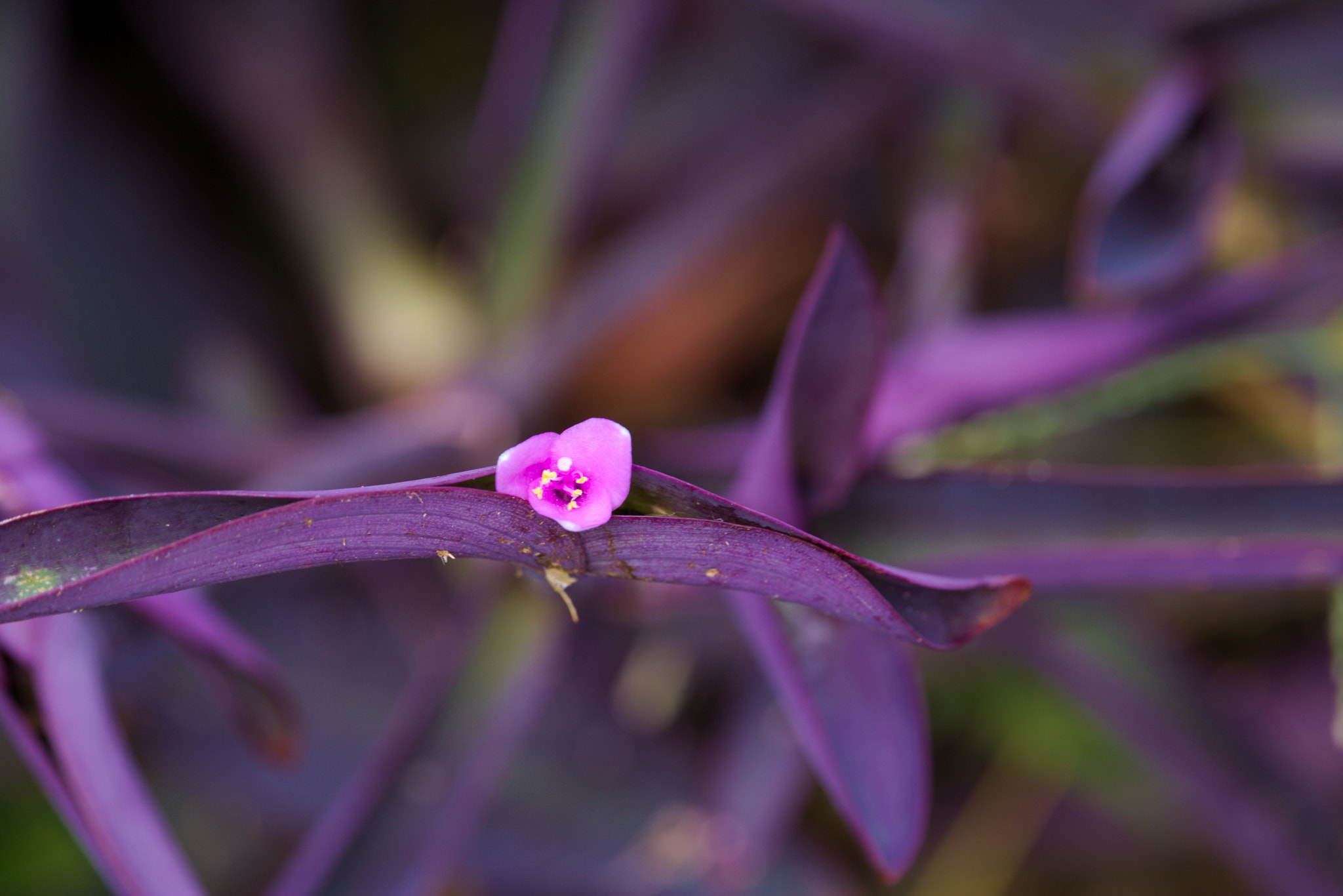 Canon EF-S 55-250mm F4-5.6 IS STM sample photo. Trapoeraba roxa photography