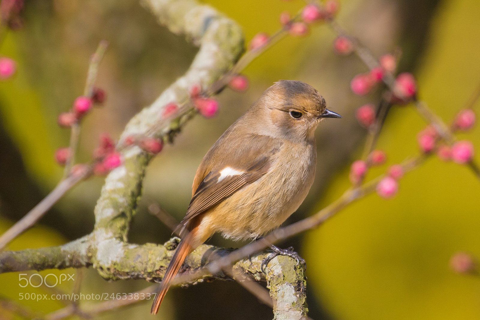 Canon EOS 7D Mark II sample photo. Daurian redstart photography