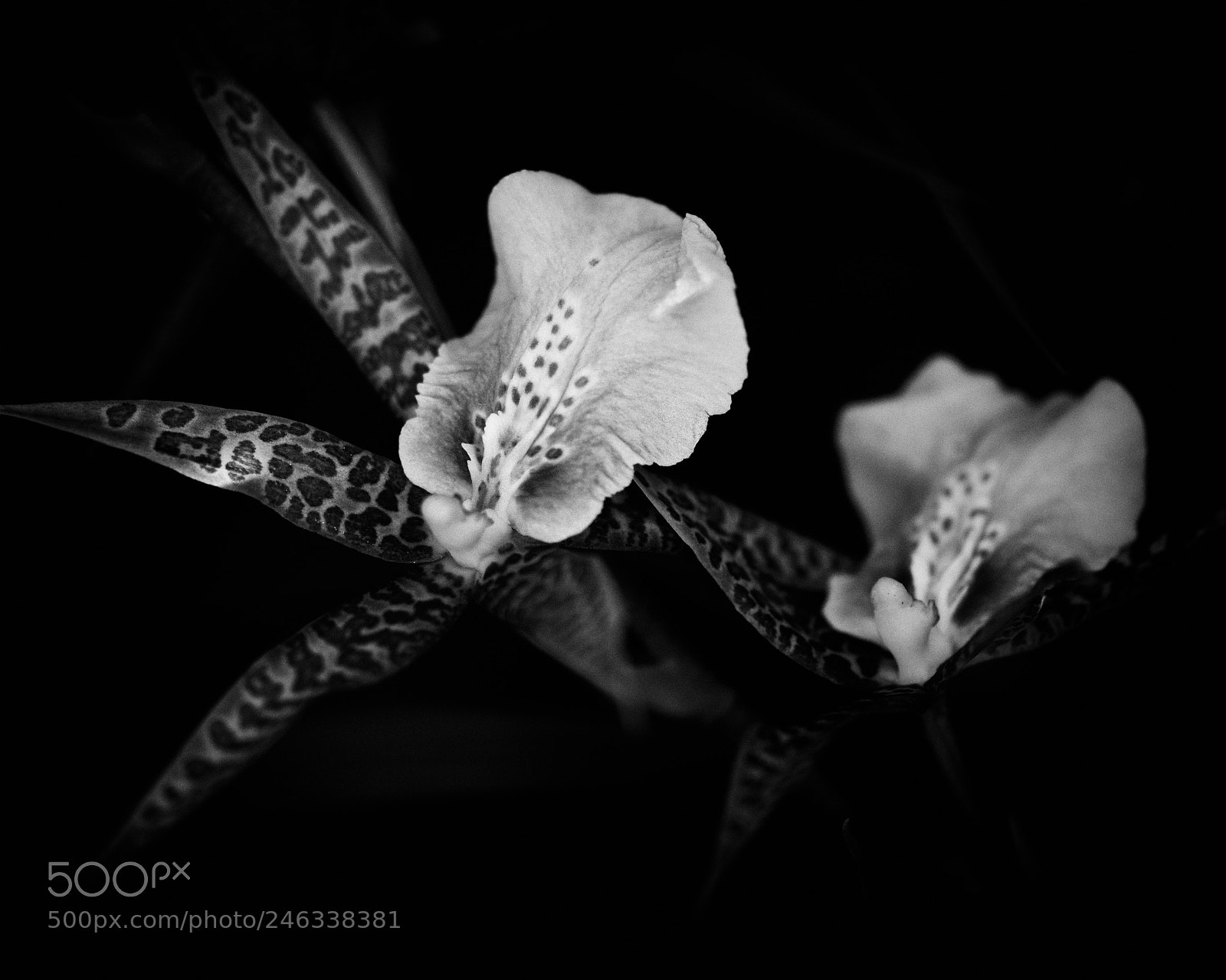 Nikon D610 sample photo. Spider orchid photography