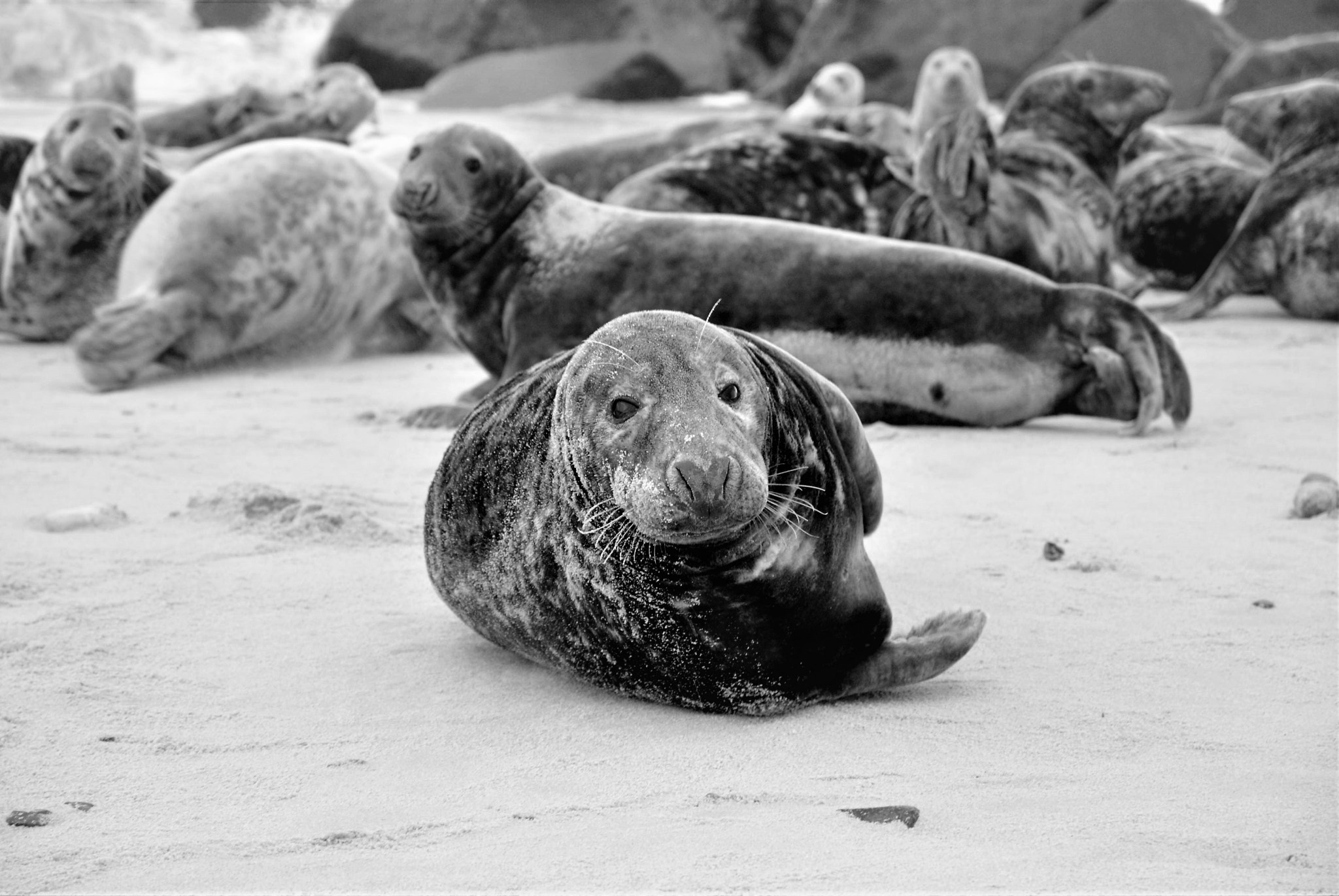 Nikon D60 sample photo. Portrait of gray seal. photography