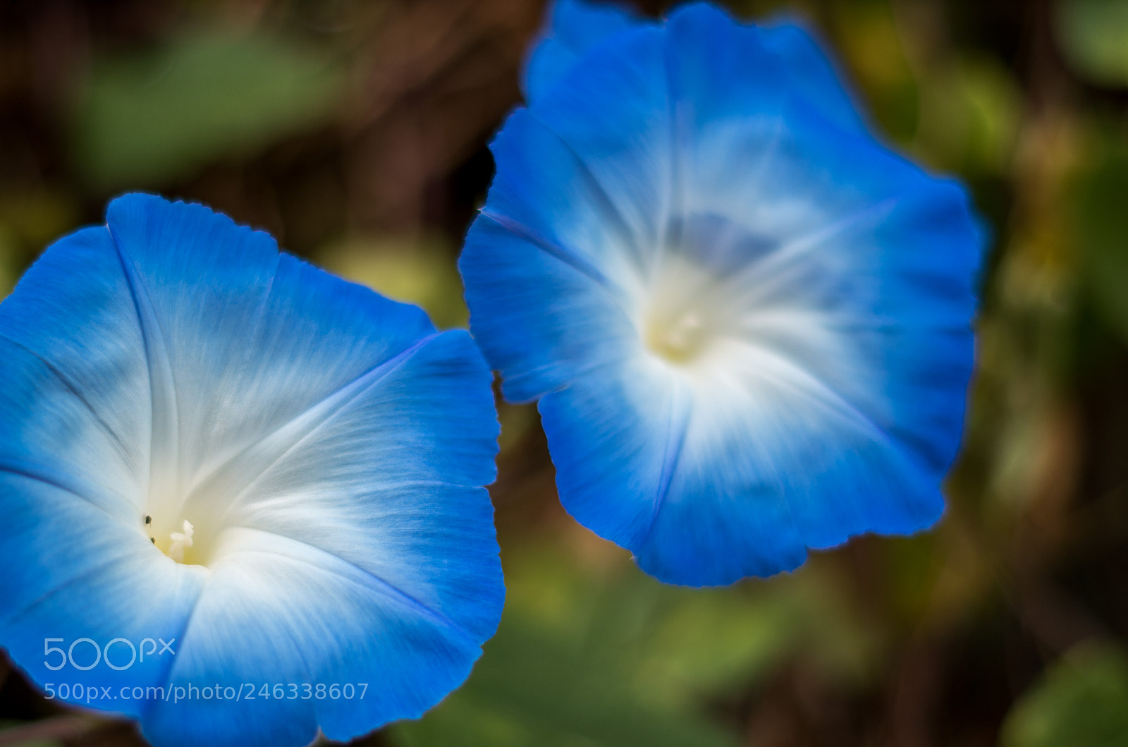 Pentax K-50 sample photo. Blue photography