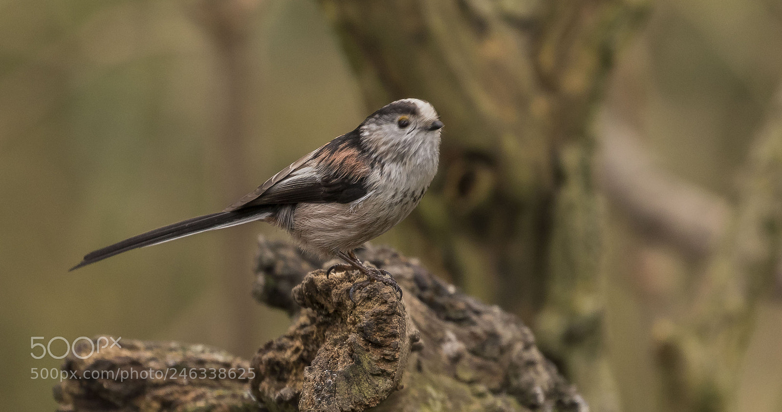 Canon EOS 7D Mark II sample photo. Long tailed tit photography