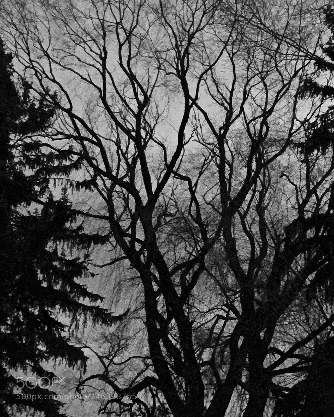Apple iPhone 6 Plus sample photo. My favorite tree at photography