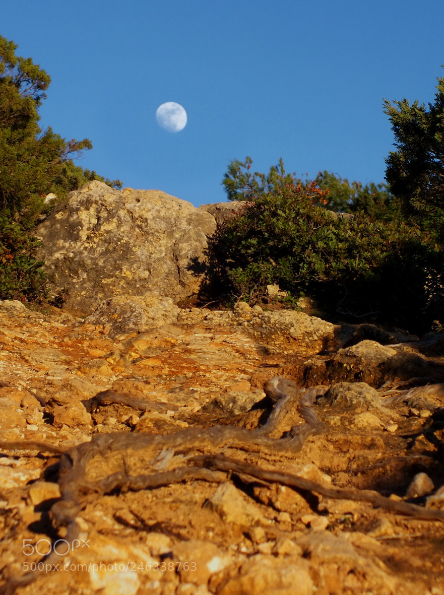 FujiFilm FinePix HS20 EXR (FinePix HS22 EXR) sample photo. Roots in the moon photography
