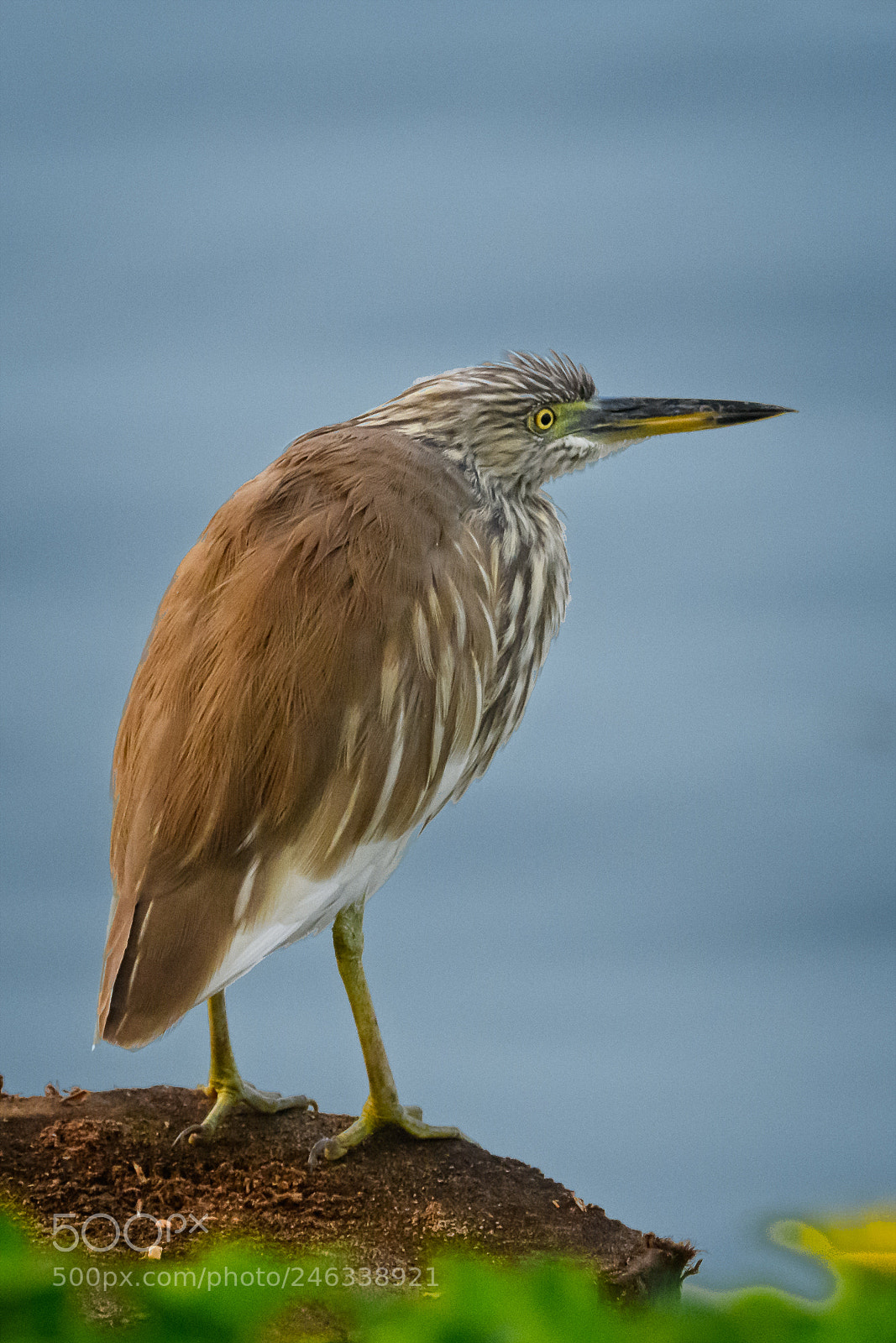 Nikon D850 sample photo. Indian lake heron photography