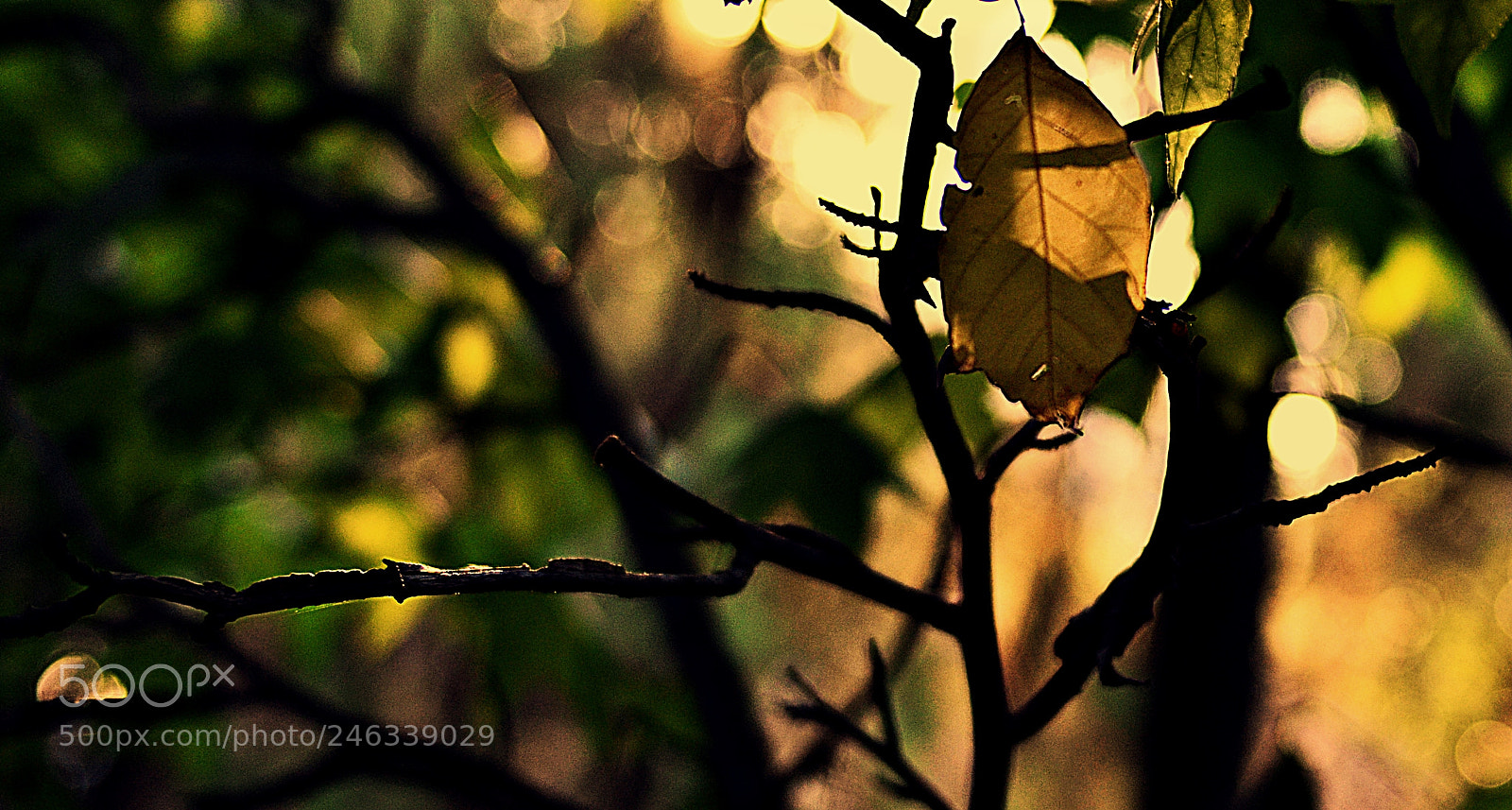 Nikon D3100 sample photo. Leaf photography
