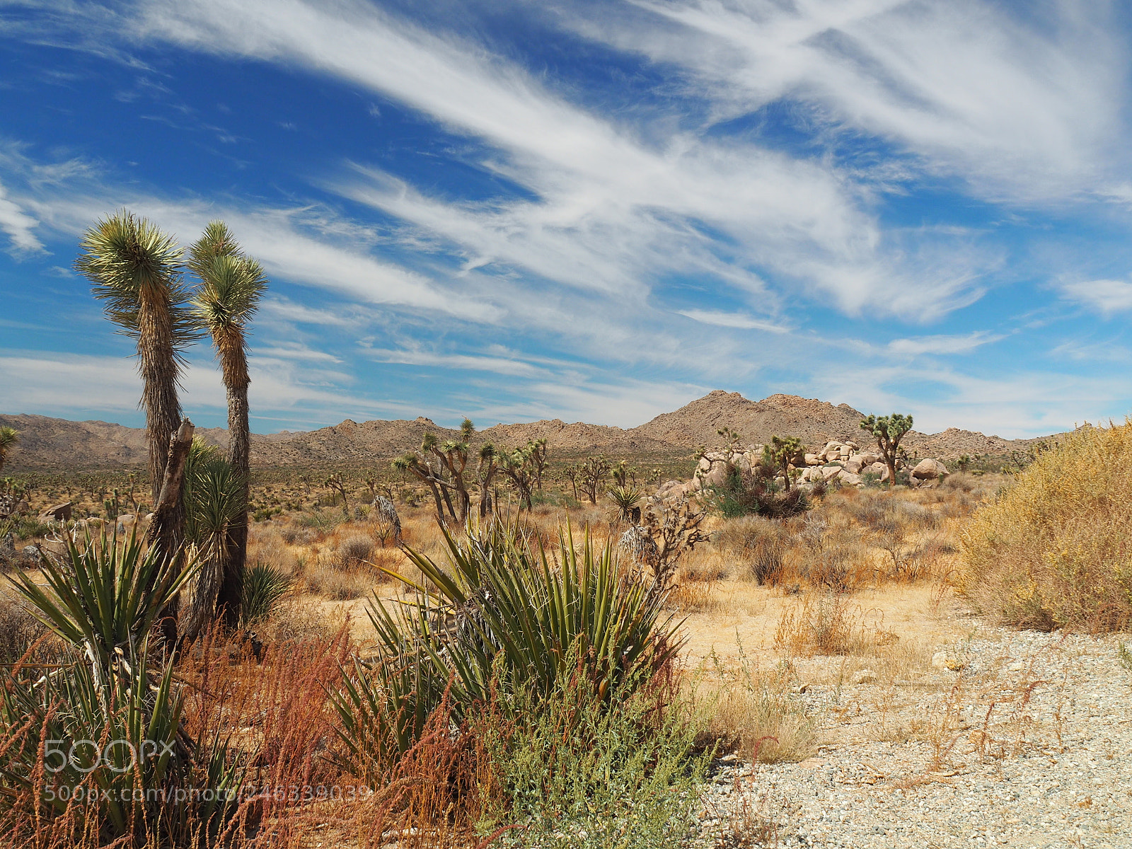 Olympus OM-D E-M5 II sample photo. Joshua tree national park photography