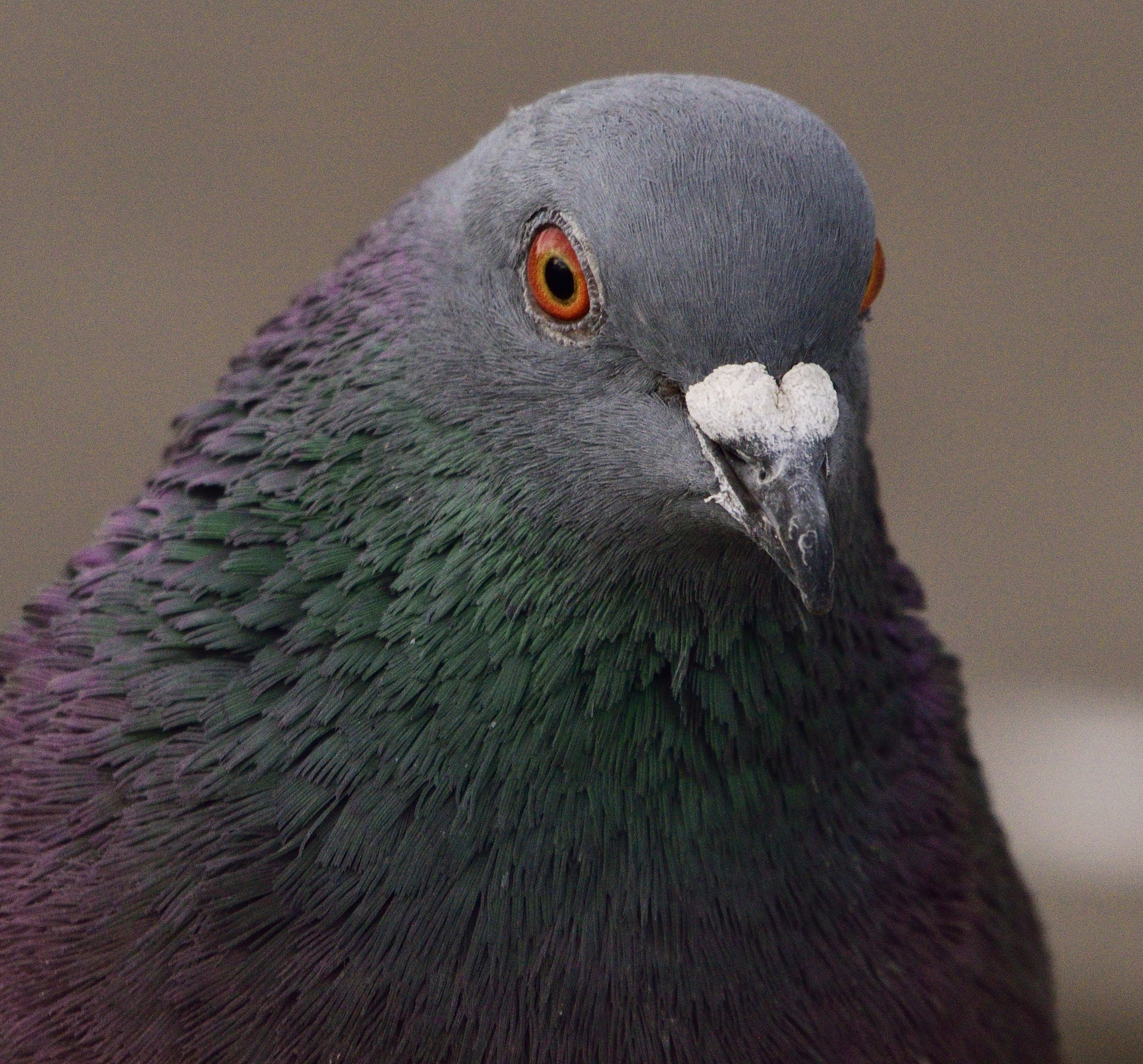 Sigma 150-600mm F5-6.3 DG OS HSM | C sample photo. London pigeon photography