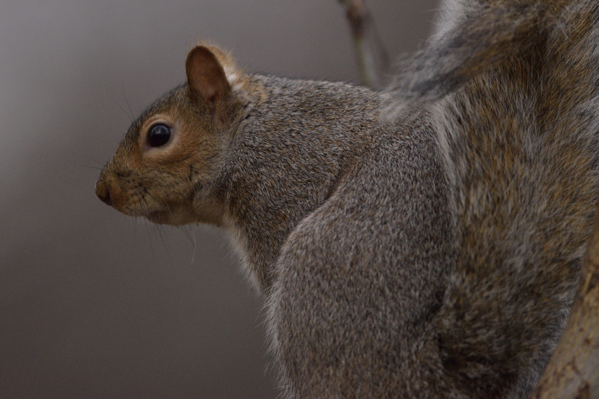 Sigma 150-600mm F5-6.3 DG OS HSM | C sample photo. Hyde park squirrel photography