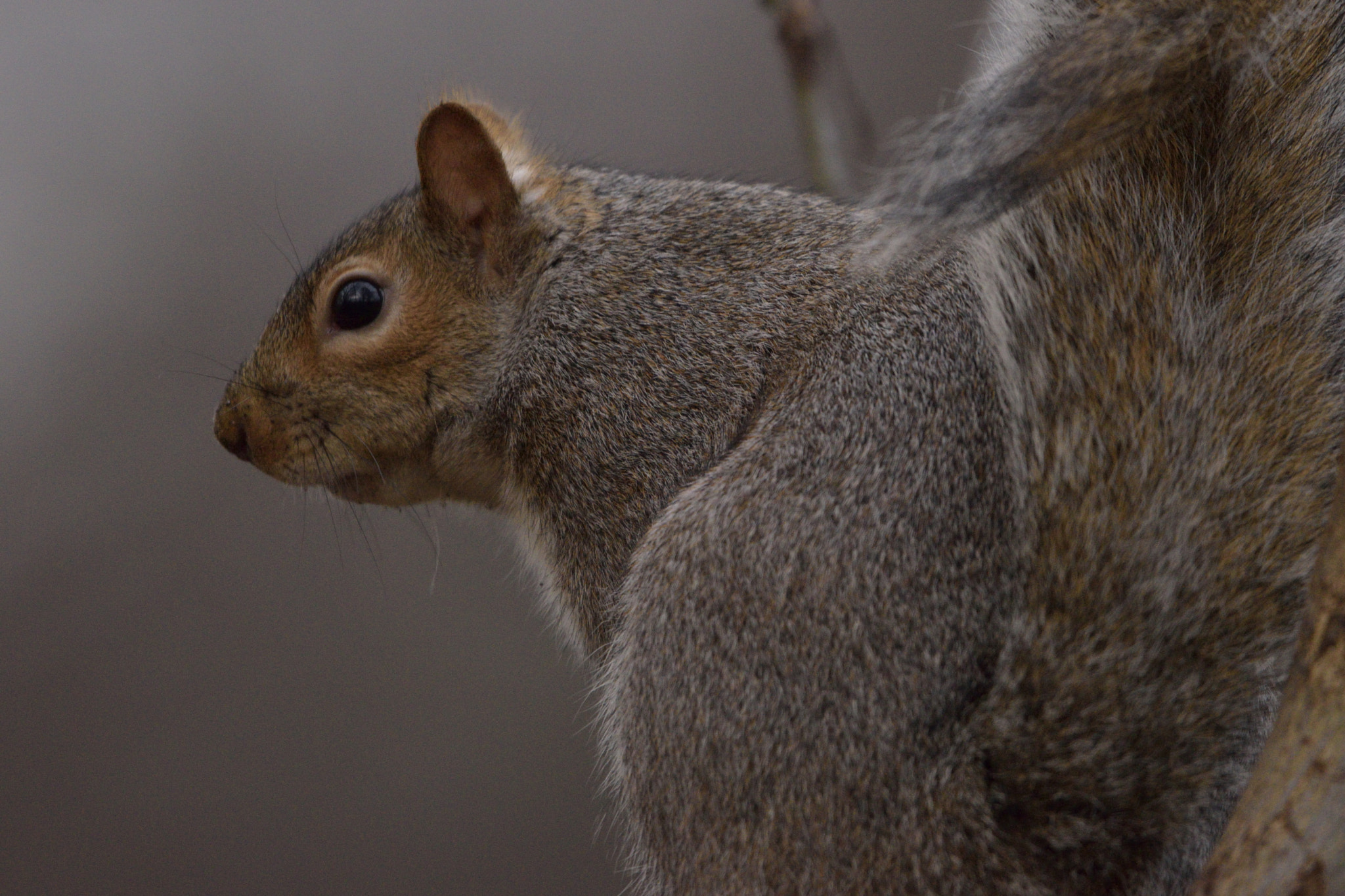 Nikon D3300 + Sigma 150-600mm F5-6.3 DG OS HSM | C sample photo. Hyde park squirrel photography