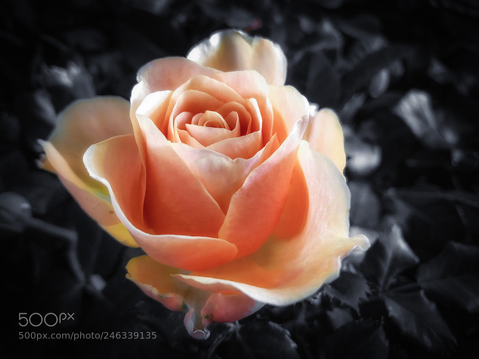 Apple iPhone 8 Plus sample photo. Apricot beauty photography