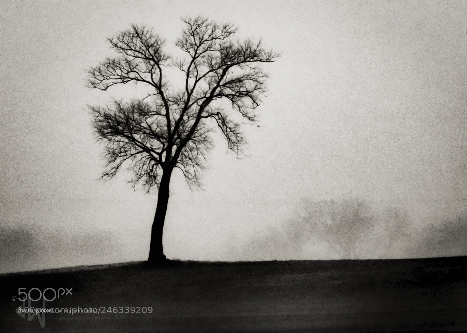 Nikon D850 sample photo. Lone tree in mist photography