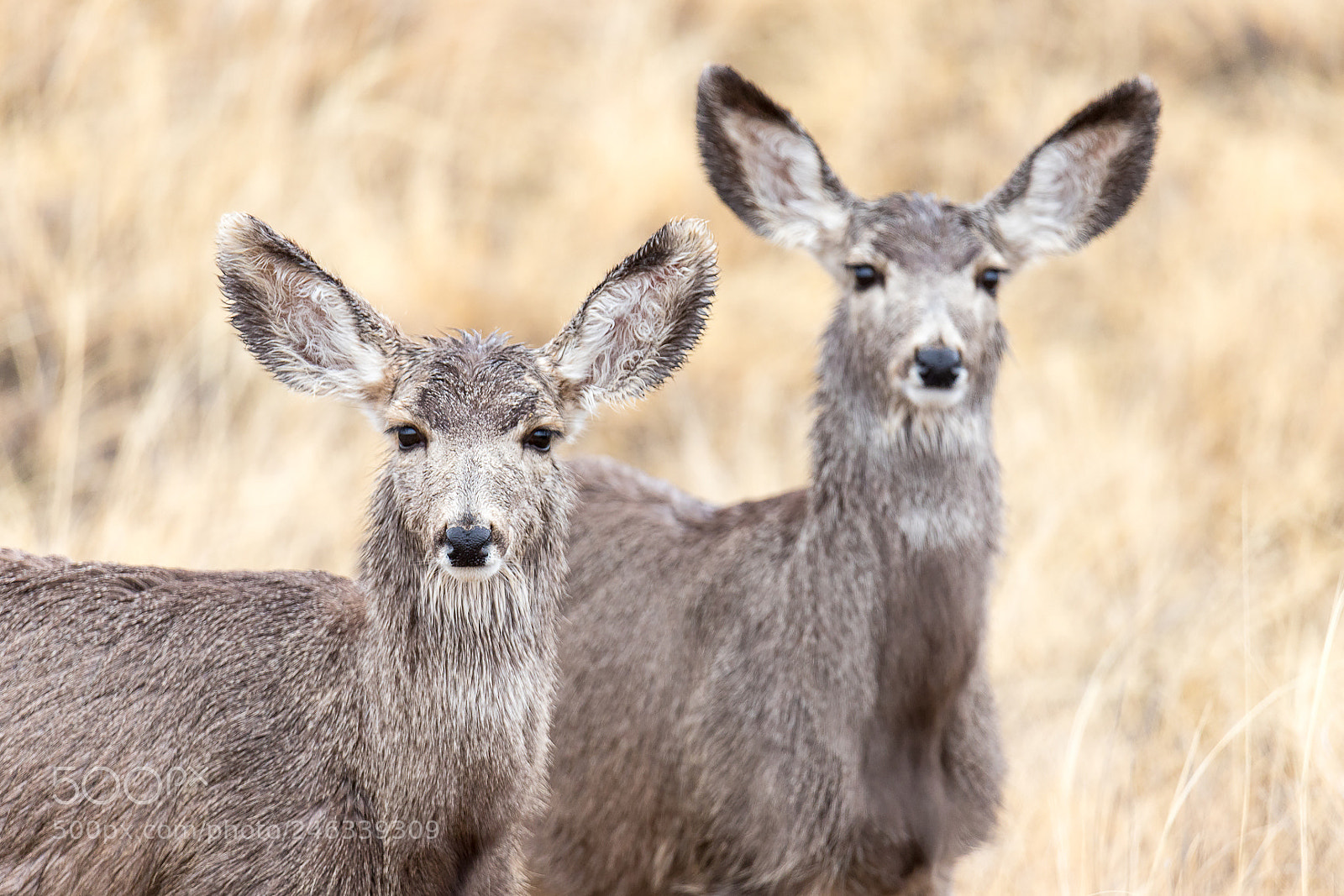 Canon EOS 6D Mark II sample photo. Mule deer photography
