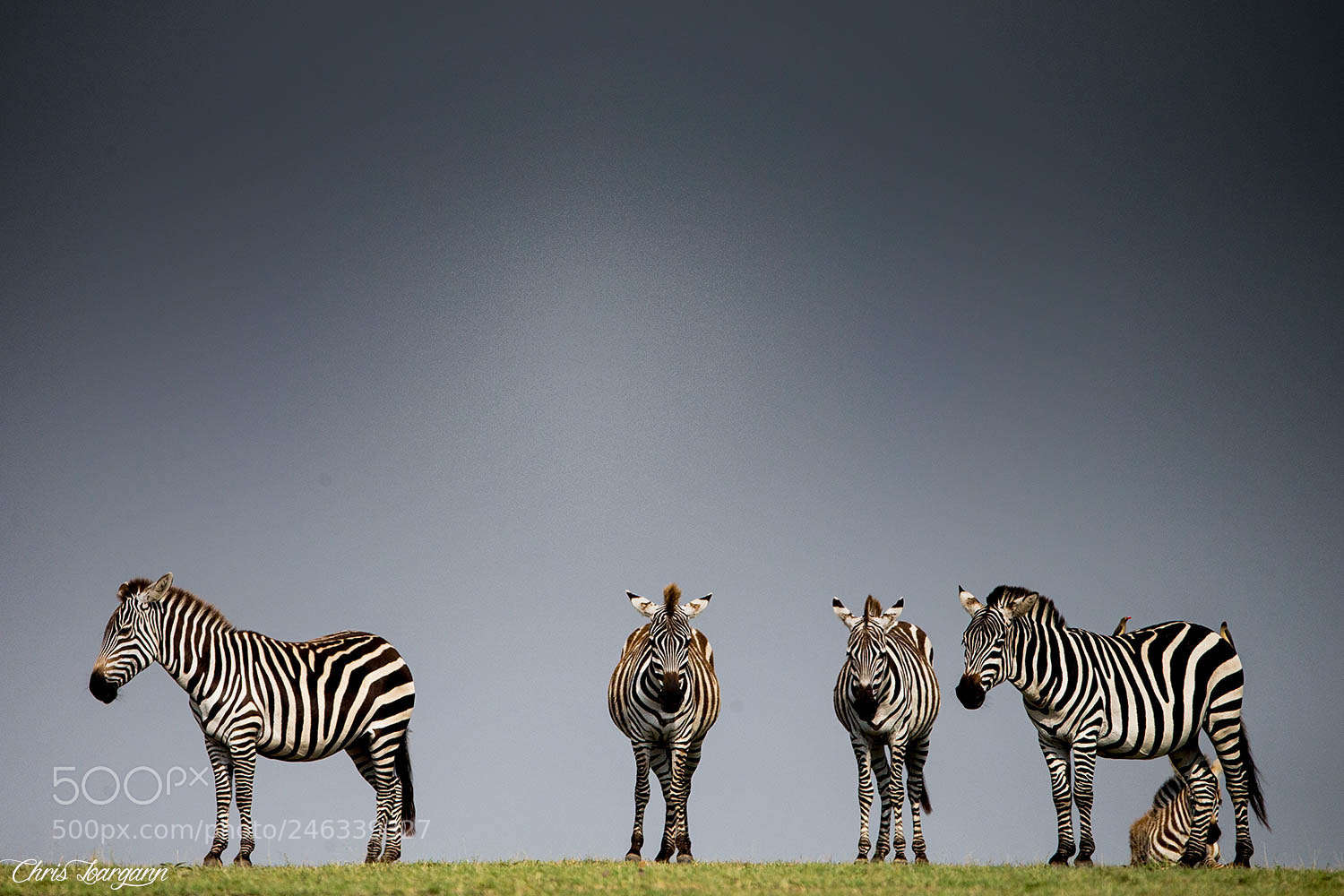 Canon EOS-1D X sample photo. Hori-zebra photography