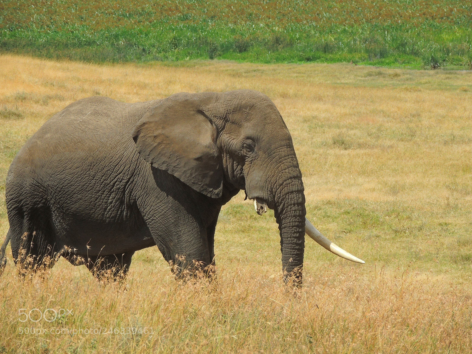 Nikon Coolpix P510 sample photo. Old elephant photography