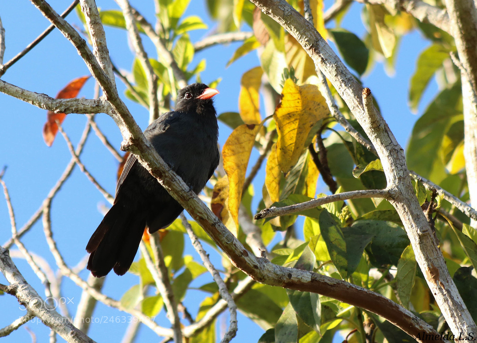 Canon EOS 750D (EOS Rebel T6i / EOS Kiss X8i) sample photo. Charming bird photography