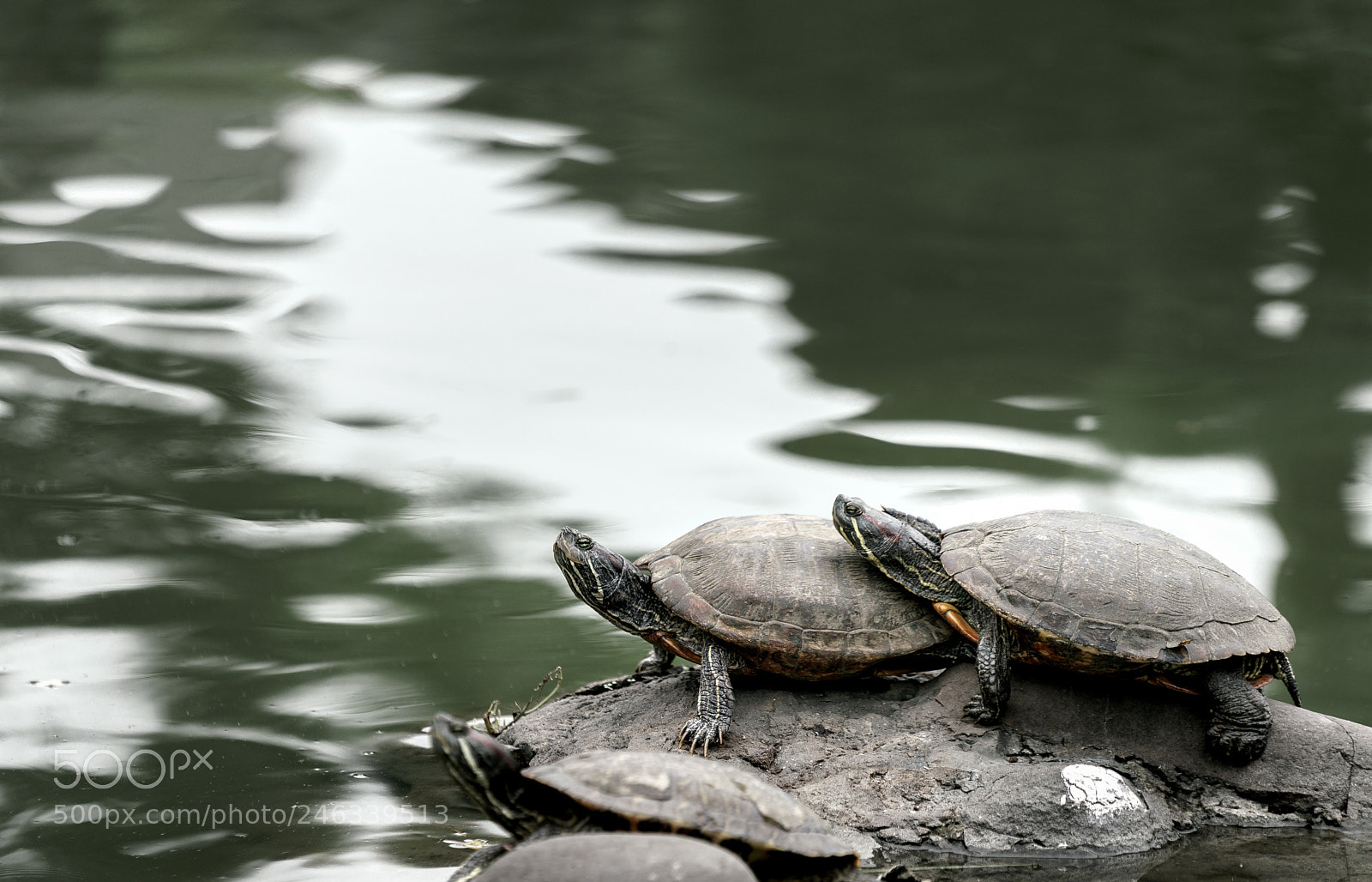 Sony a7R II sample photo. Turtles photography