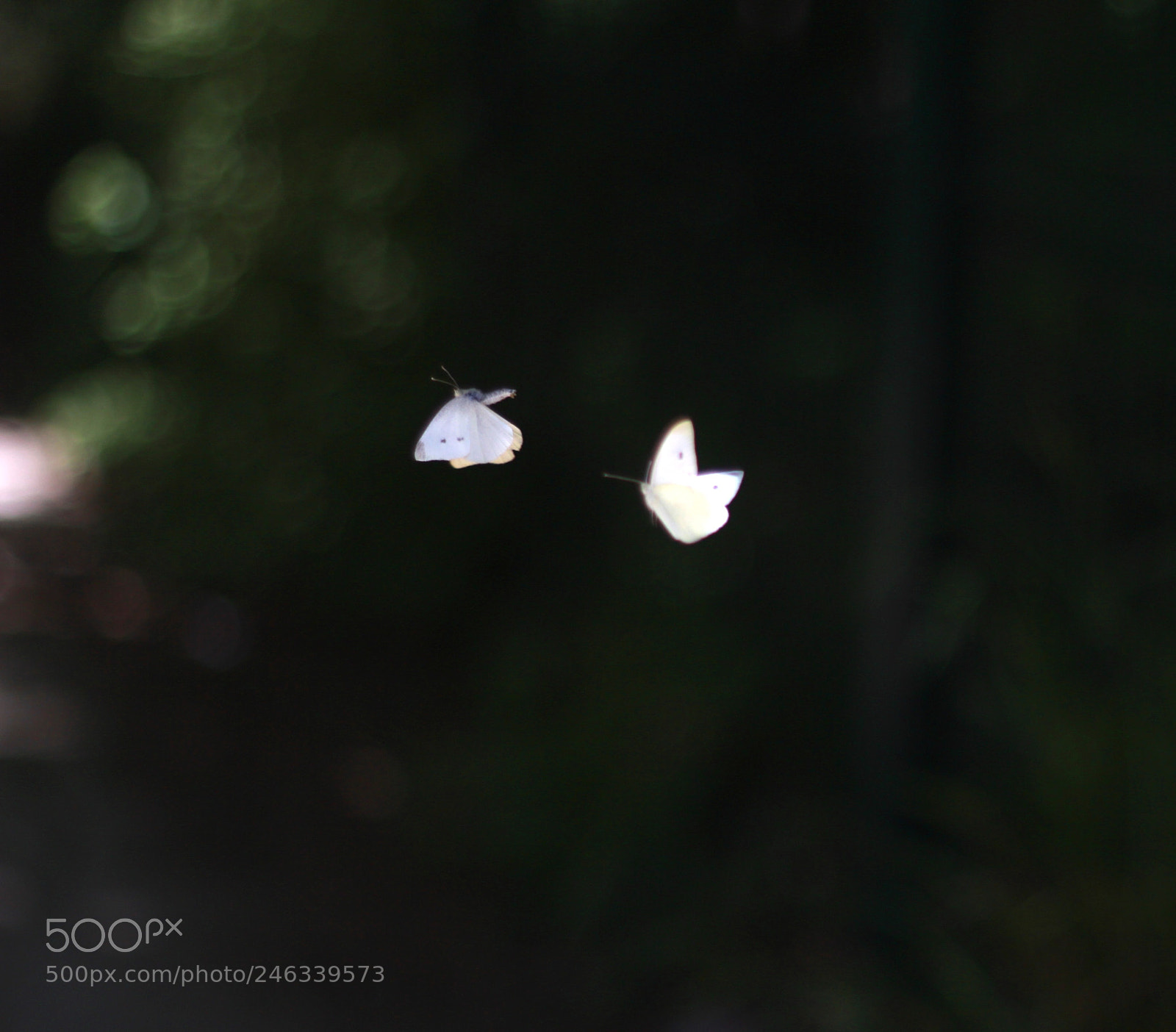 Canon EOS 700D (EOS Rebel T5i / EOS Kiss X7i) sample photo. Butterfly photography