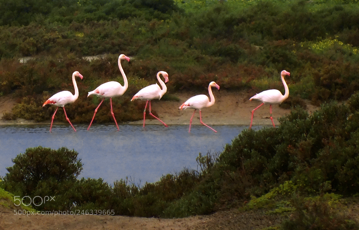 FujiFilm FinePix HS20 EXR (FinePix HS22 EXR) sample photo. Pink flamingos photography