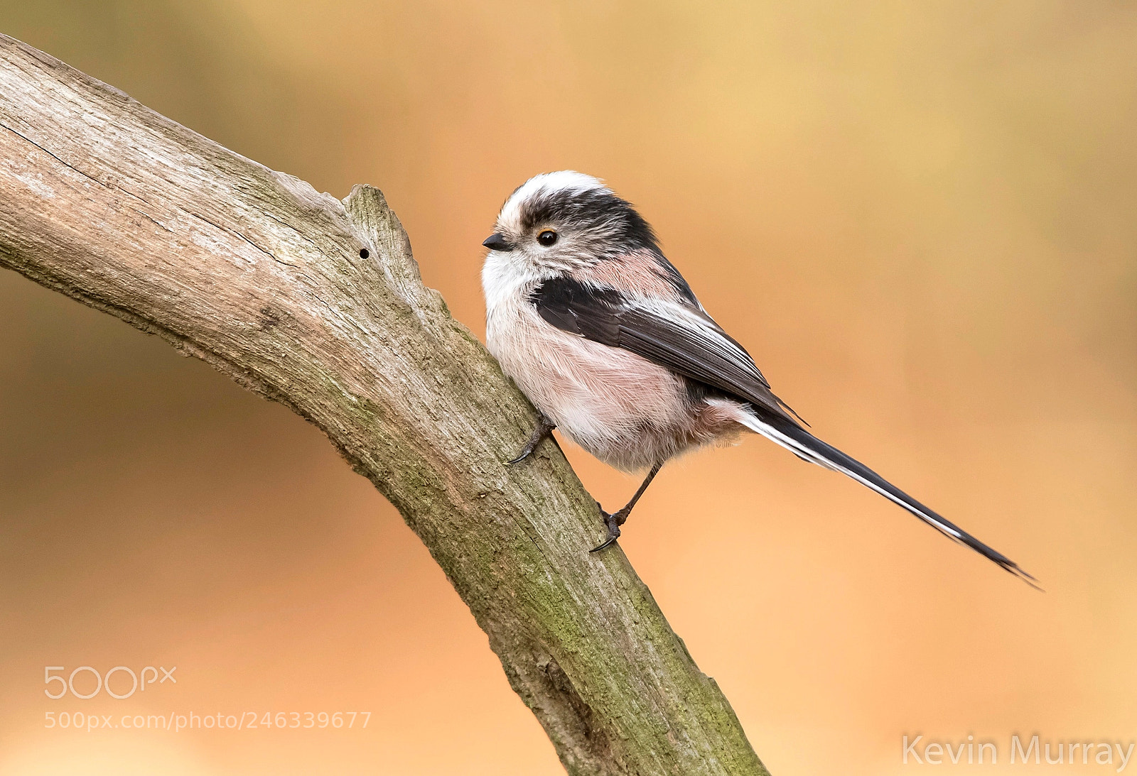 Canon EOS 7D Mark II sample photo. Long-tailed tit photography