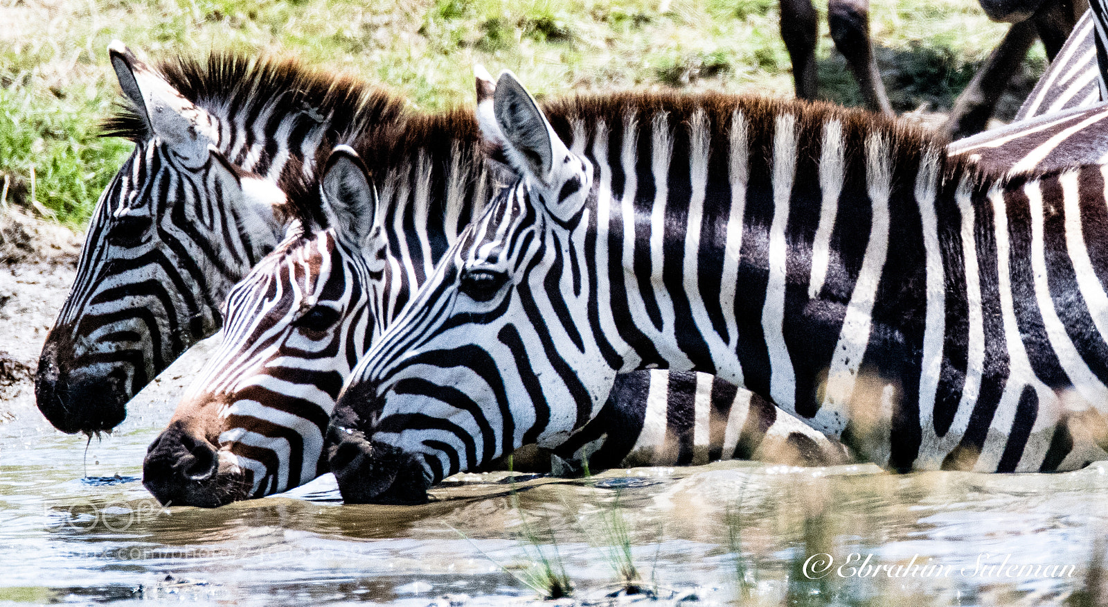 Nikon D850 sample photo. Stripes plus photography