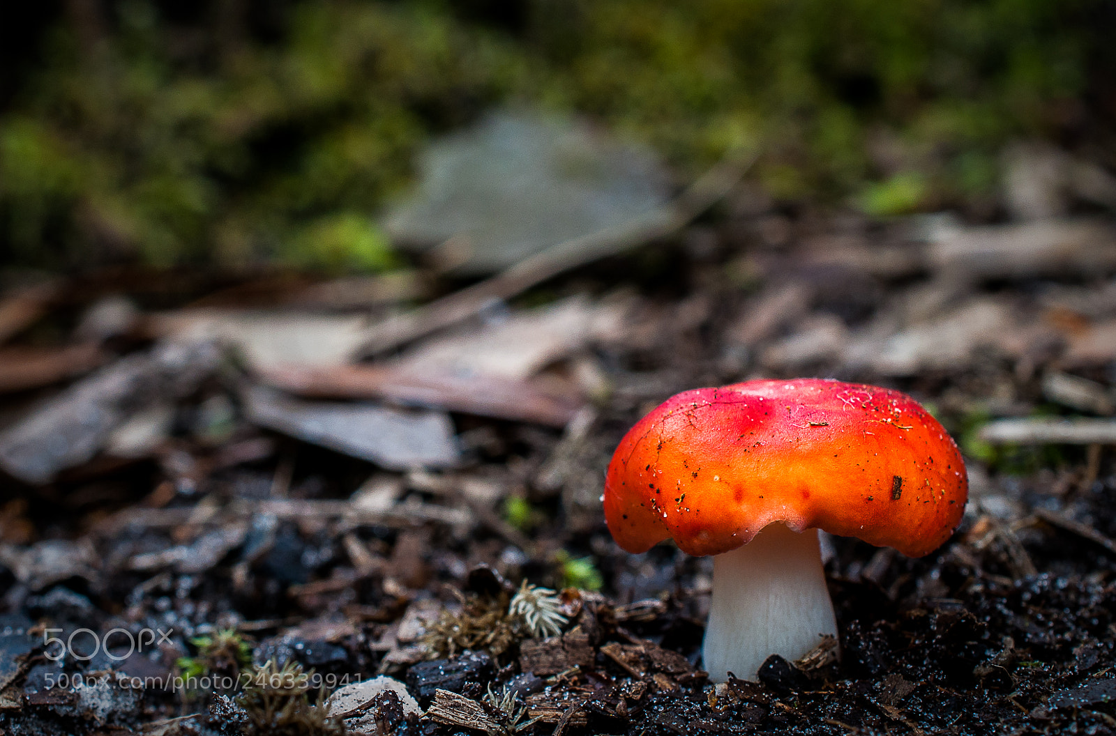 Nikon D5000 sample photo. Orange and white mushroom photography