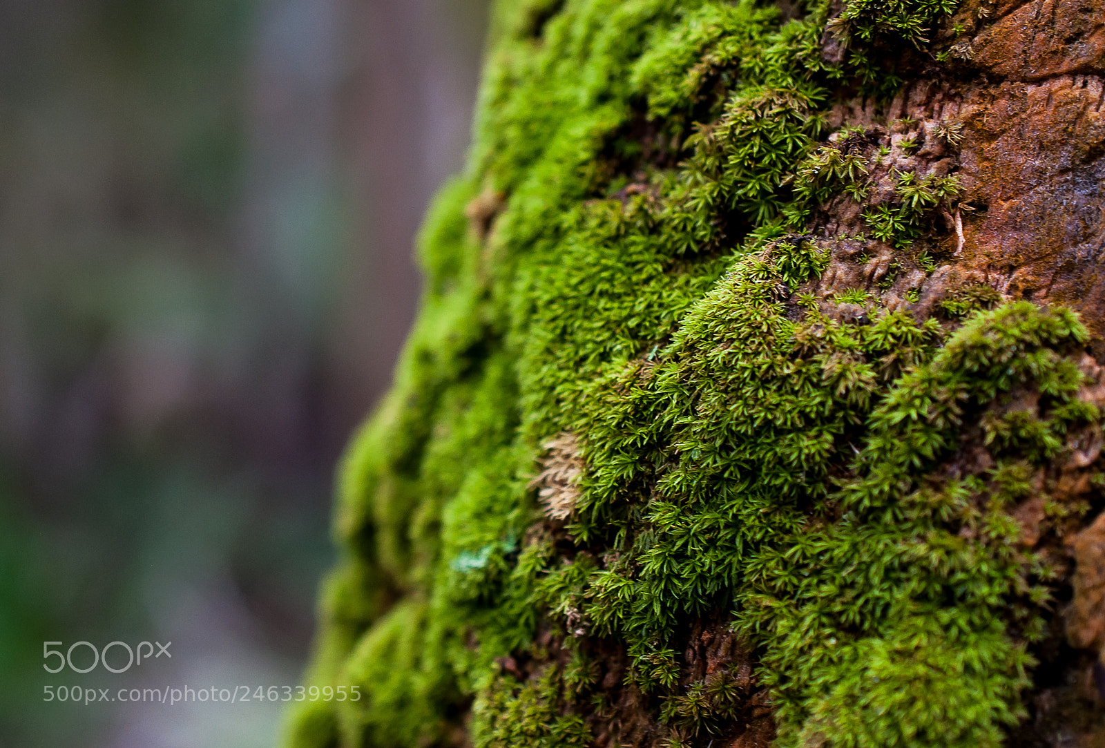 Nikon D5000 sample photo. Moss myakka river state photography