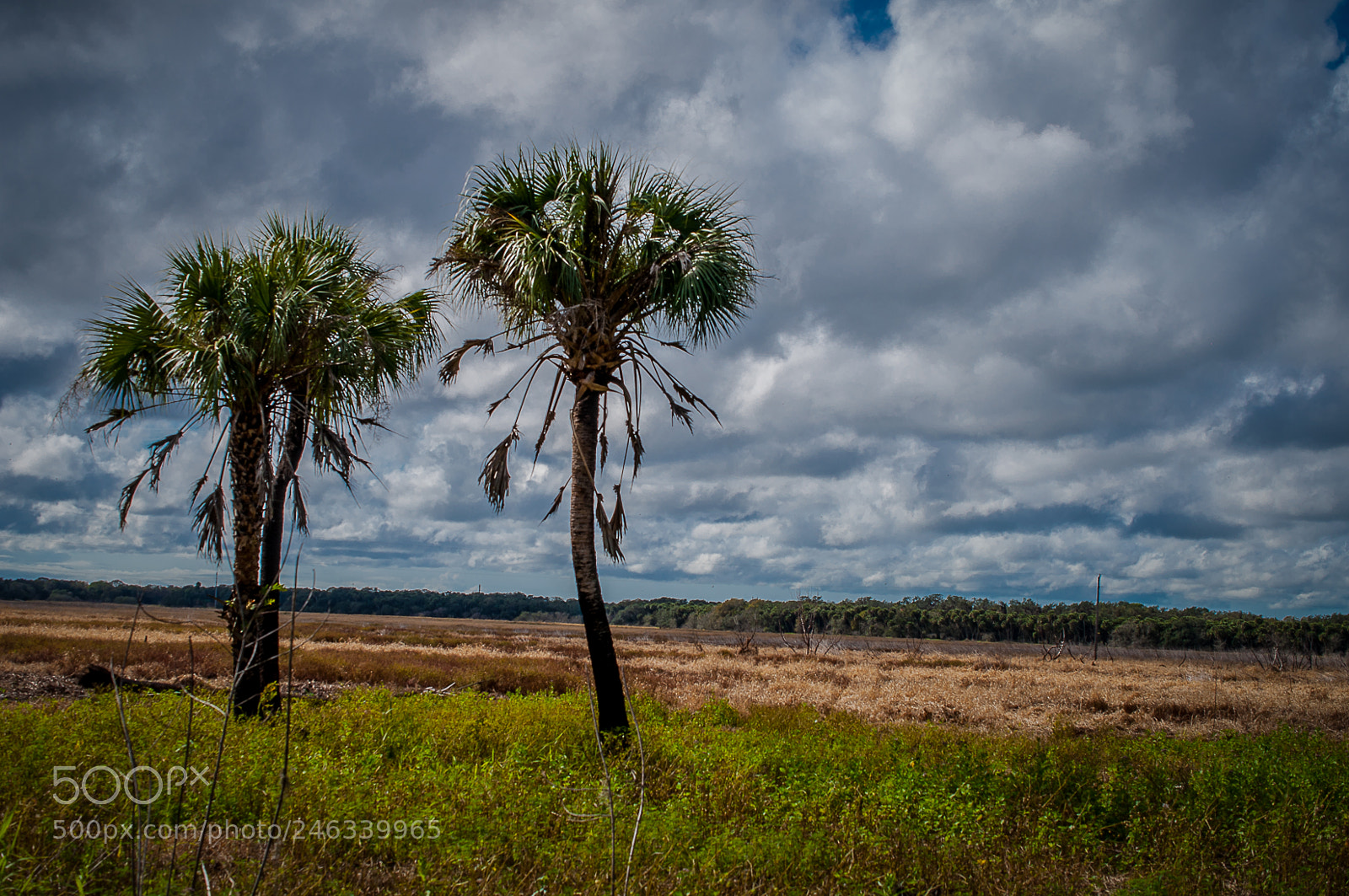 Nikon D5000 sample photo. Two palm trees myakka photography