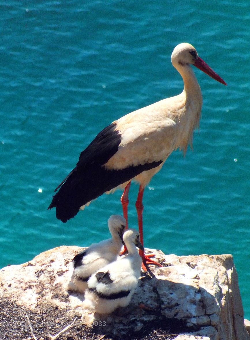 FujiFilm FinePix HS20 EXR (FinePix HS22 EXR) sample photo. Stork with chicks photography