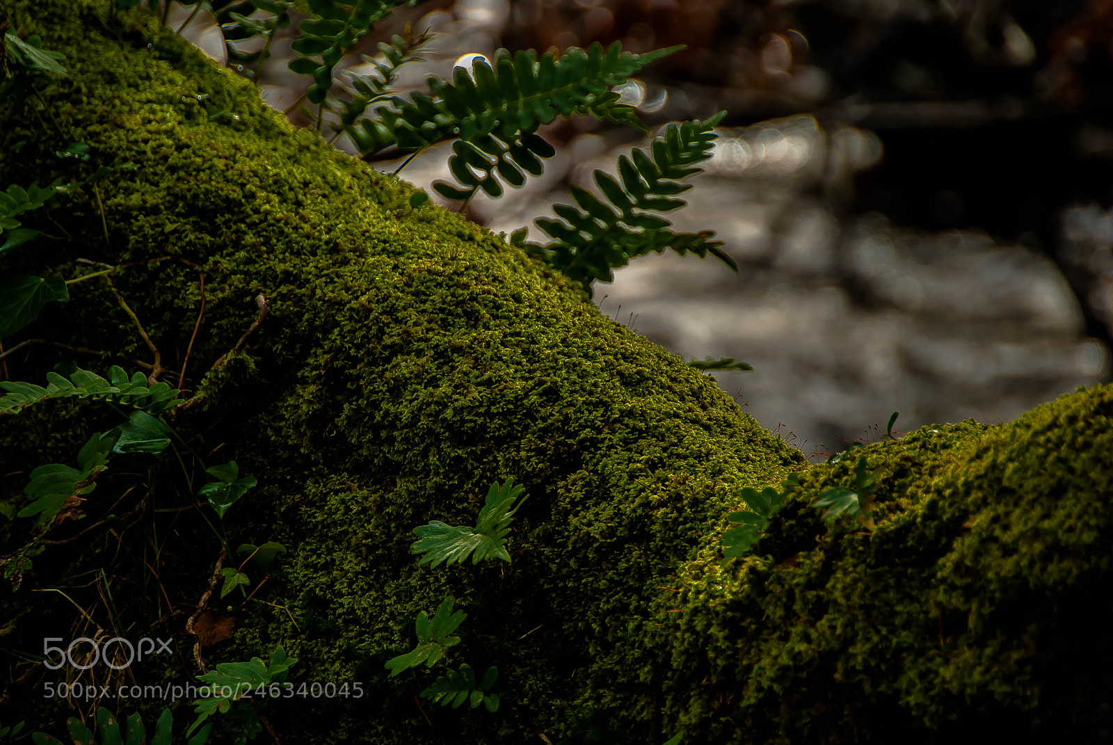 Nikon D60 sample photo. Mossy branch photography