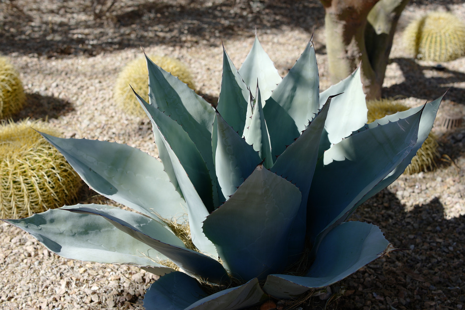 Leica CL sample photo. Downtown summerlin photography