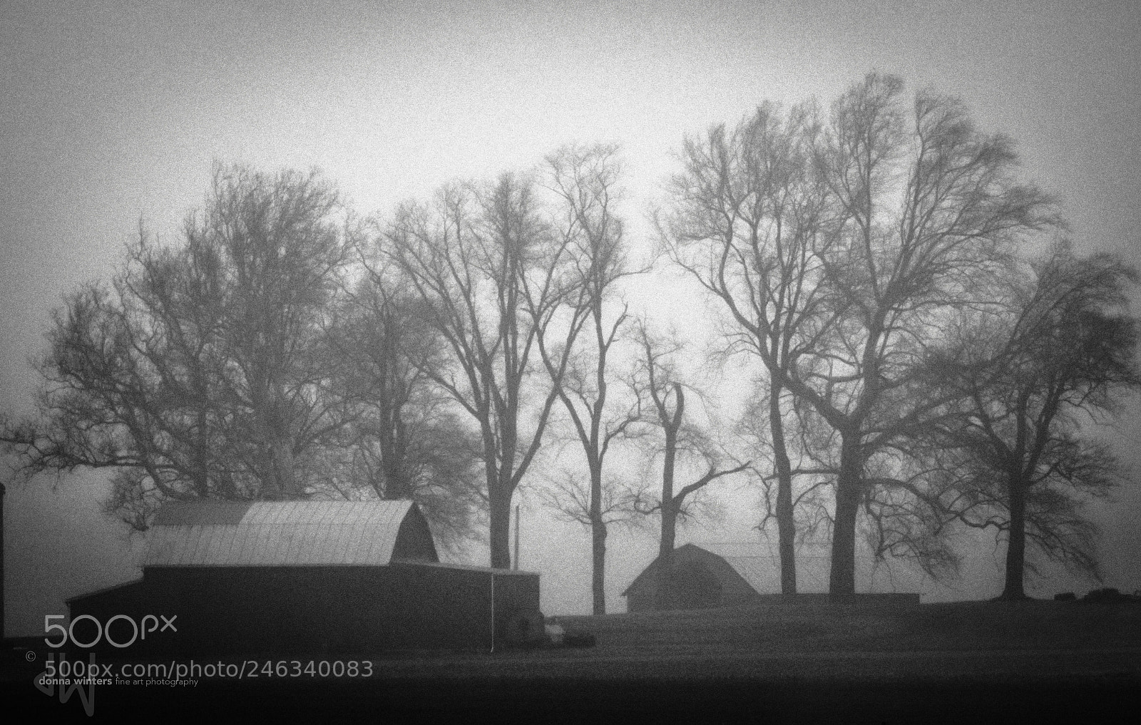Nikon D850 sample photo. Isolation in mist and photography