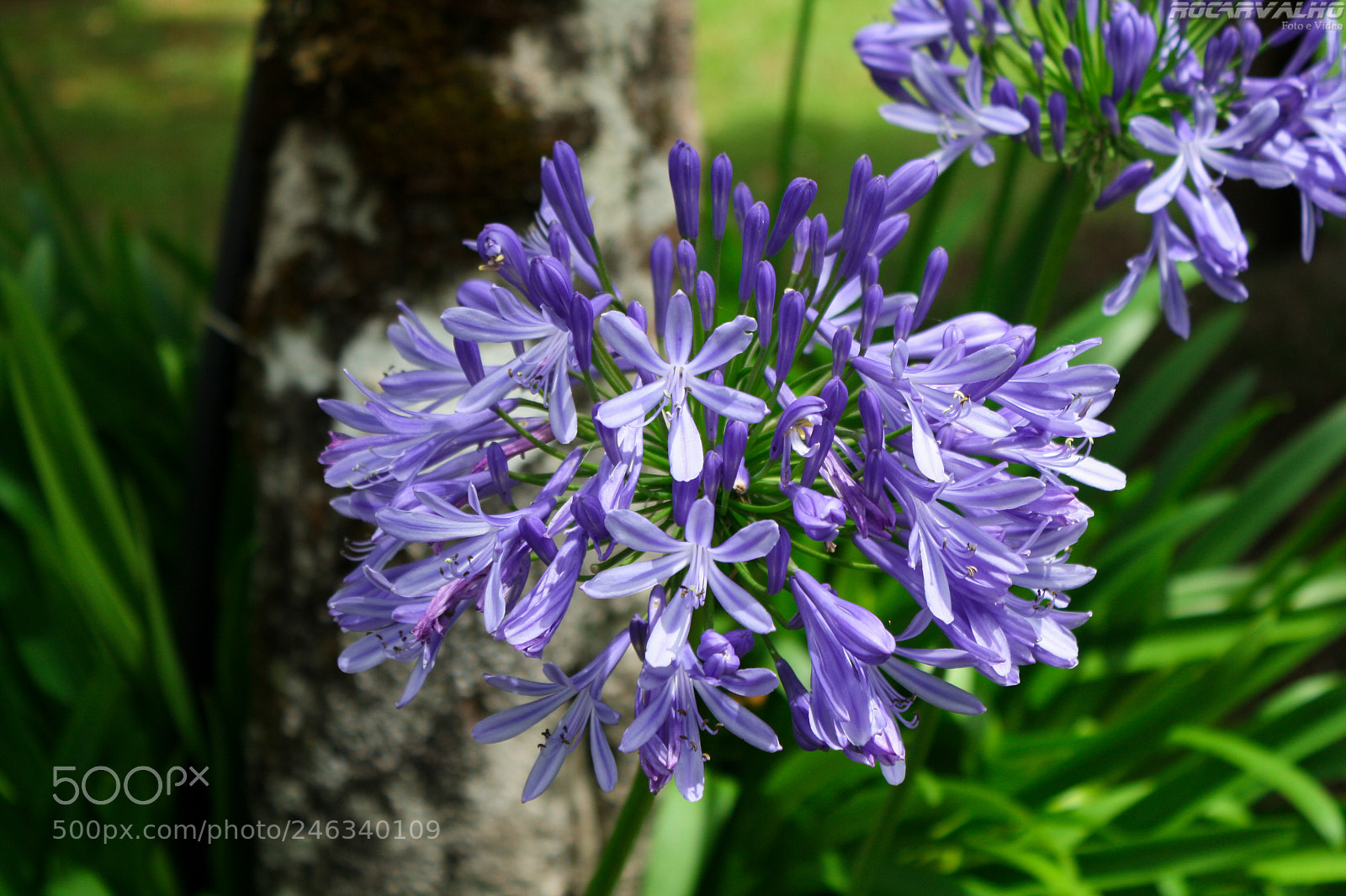Canon EOS 1000D (EOS Digital Rebel XS / EOS Kiss F) sample photo. Flower photography