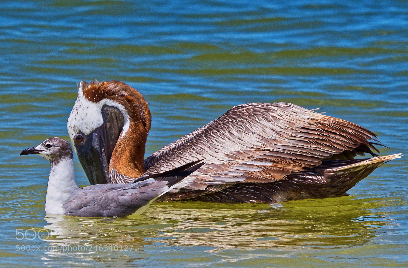 Nikon D500 sample photo. Odd couple photography