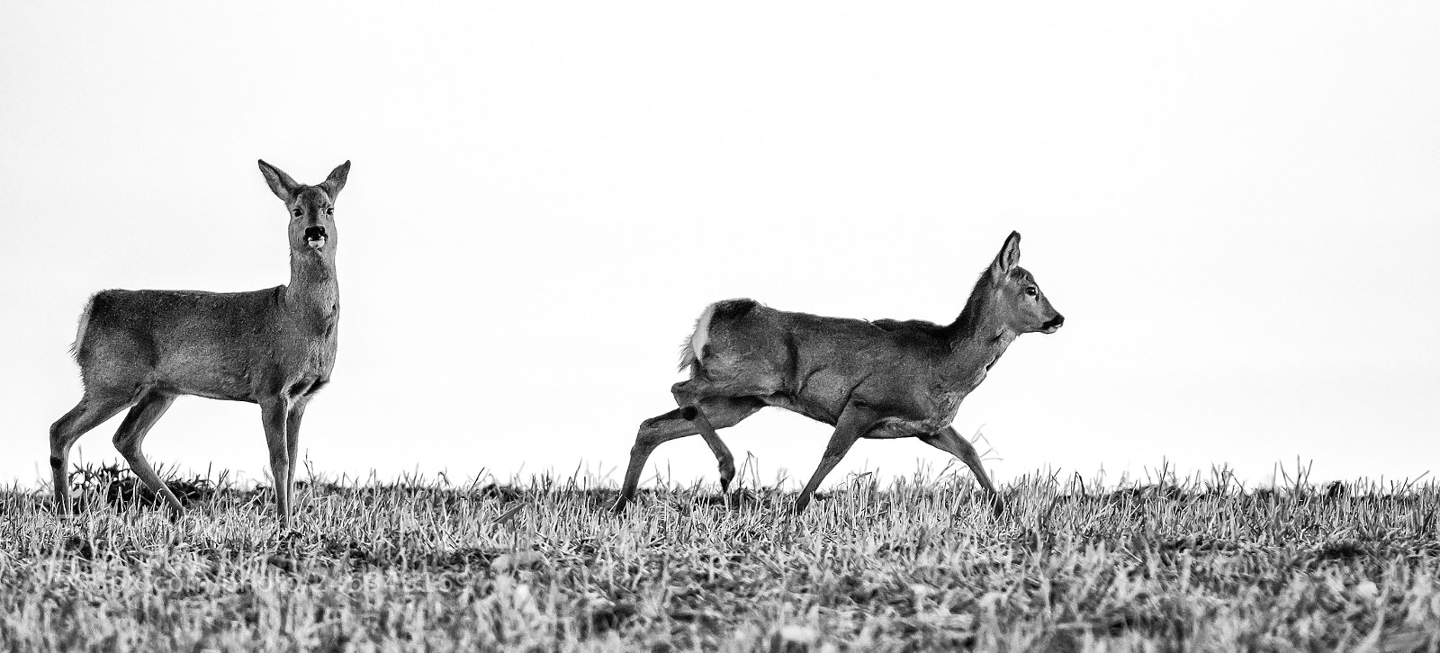Canon EOS 7D Mark II sample photo. A pair of roe photography