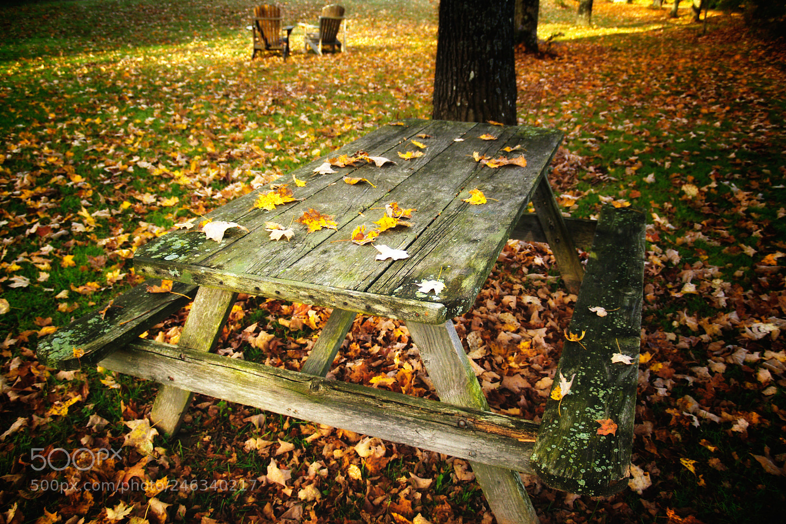 Olympus E-500 (EVOLT E-500) sample photo. Falling leaves photography