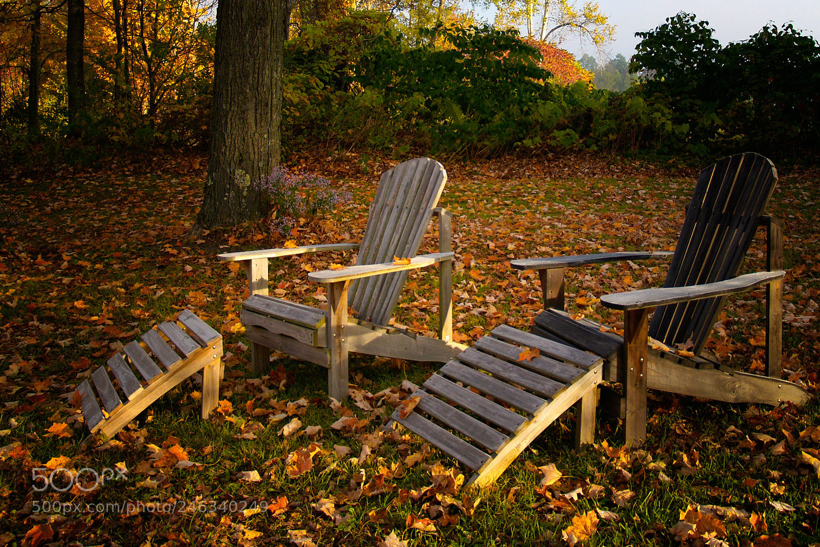 Olympus E-500 (EVOLT E-500) sample photo. Falling leaves photography