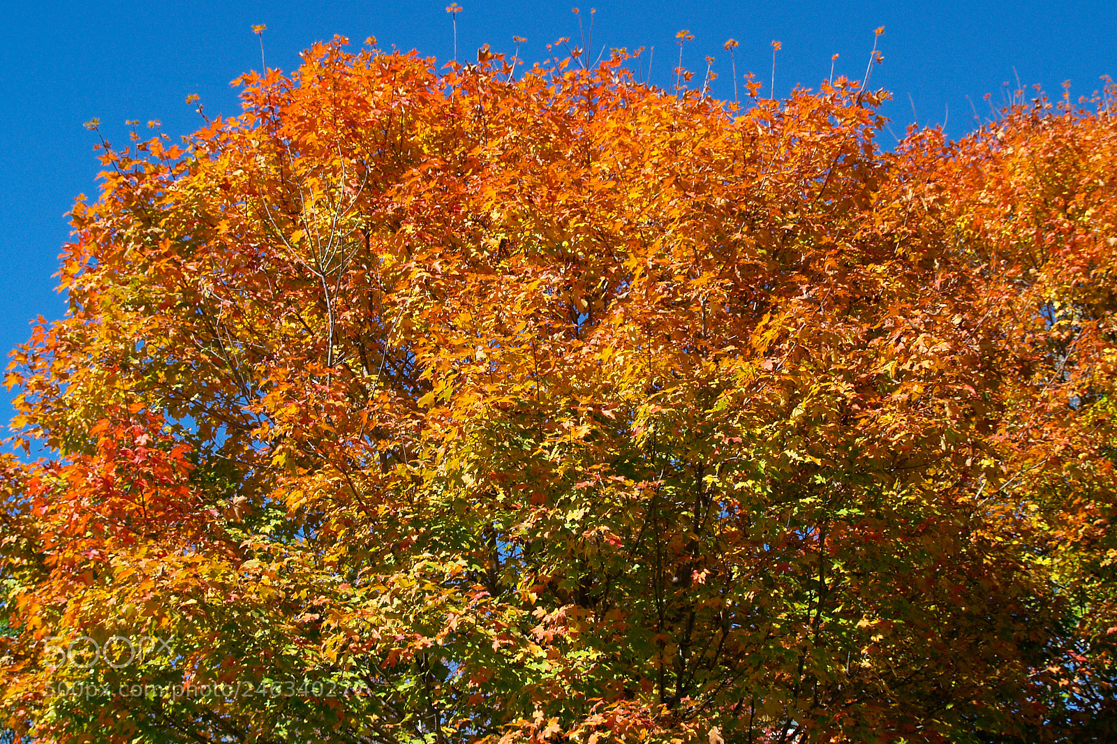 Olympus E-500 (EVOLT E-500) sample photo. Leaf peeping photography