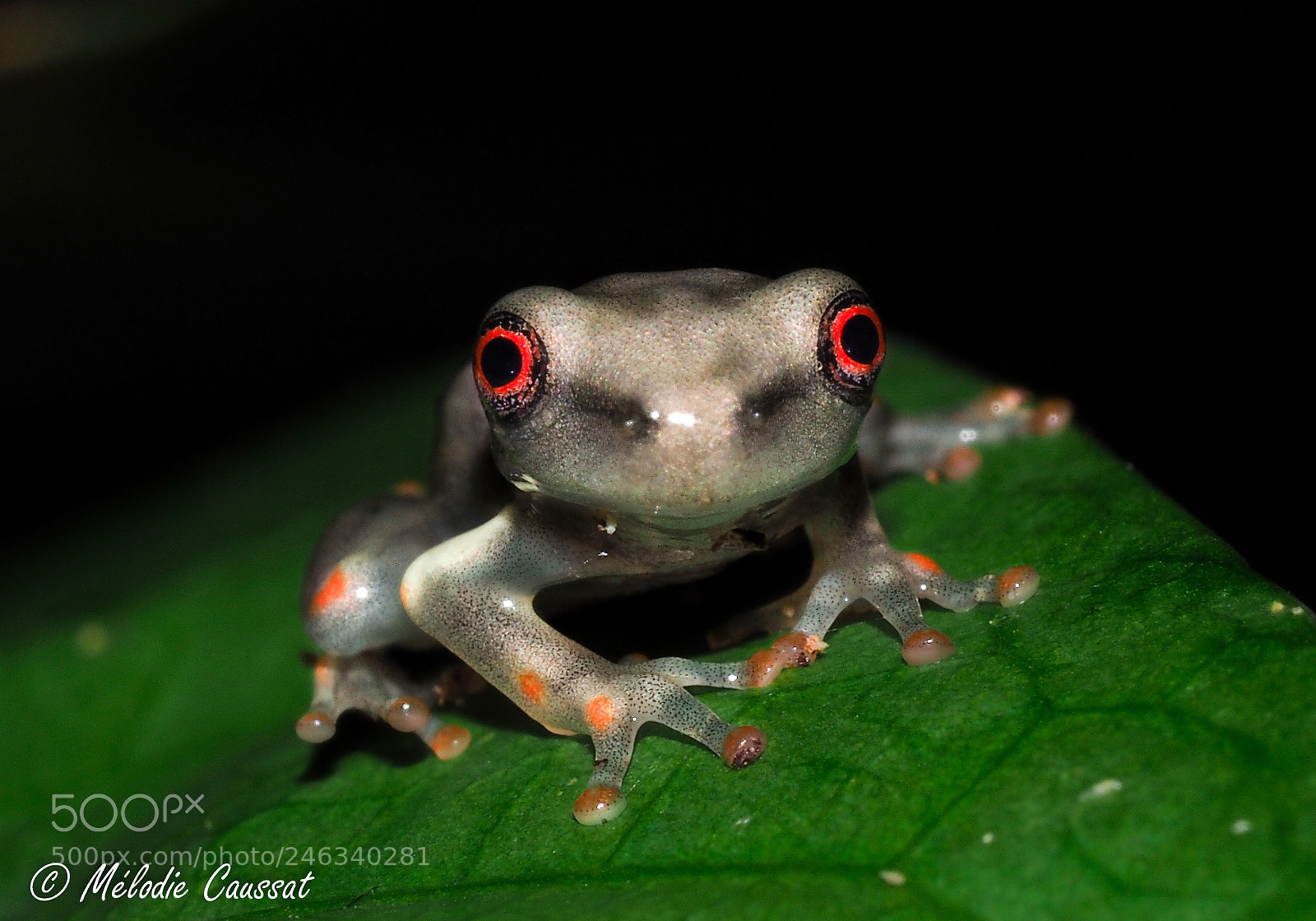 Olympus OM-D E-M10 sample photo. Juvenil tree frog photography