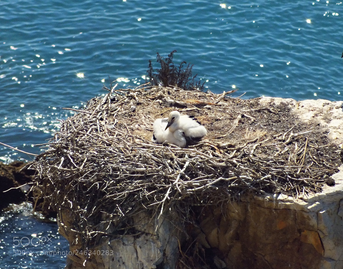 FujiFilm FinePix HS20 EXR (FinePix HS22 EXR) sample photo. Stork chicks photography