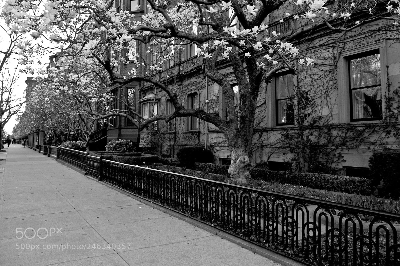 Olympus E-500 (EVOLT E-500) sample photo. Boston cherry blossoms photography