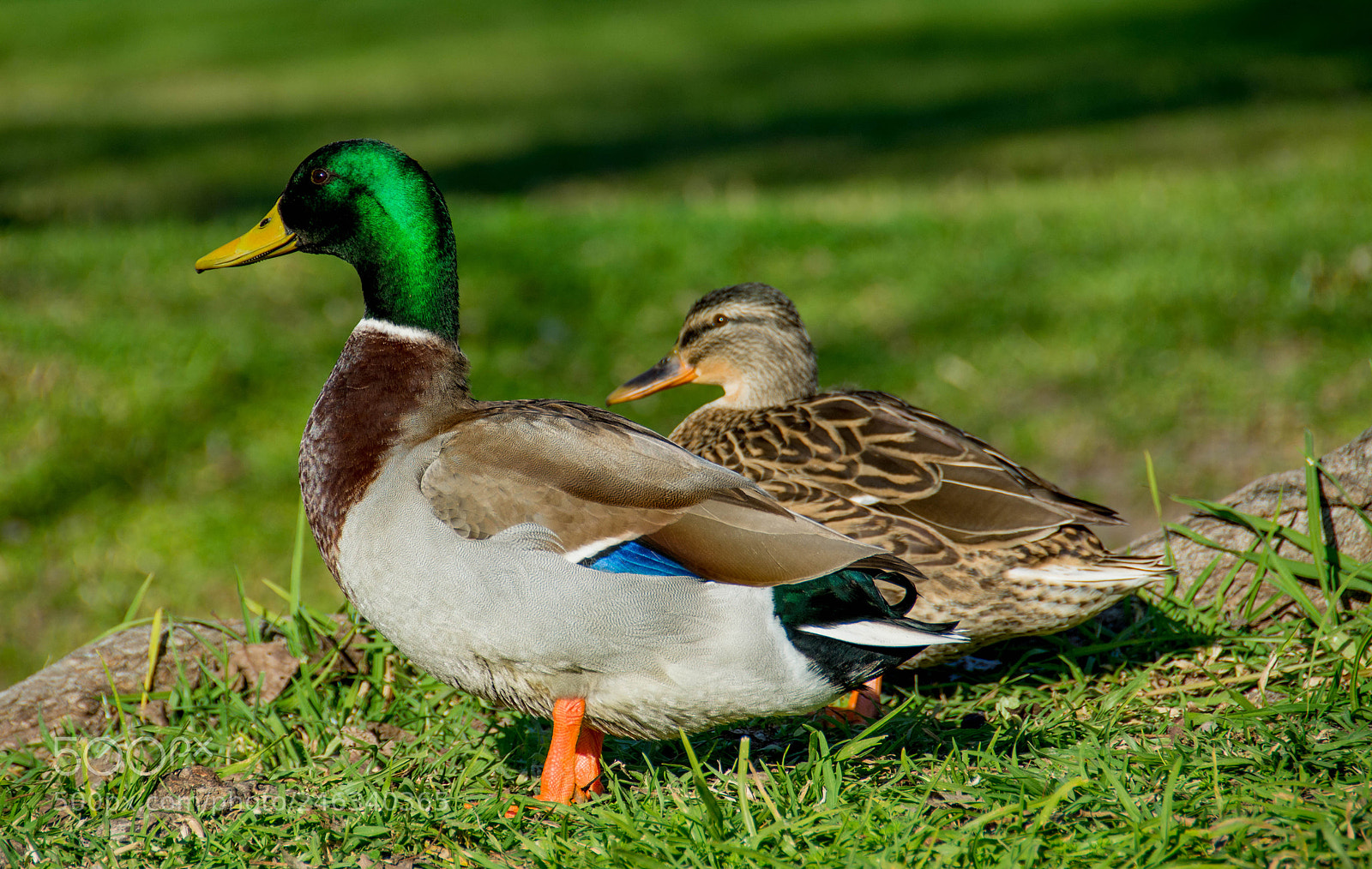 Nikon D7100 sample photo. Couple royal wild duck photography