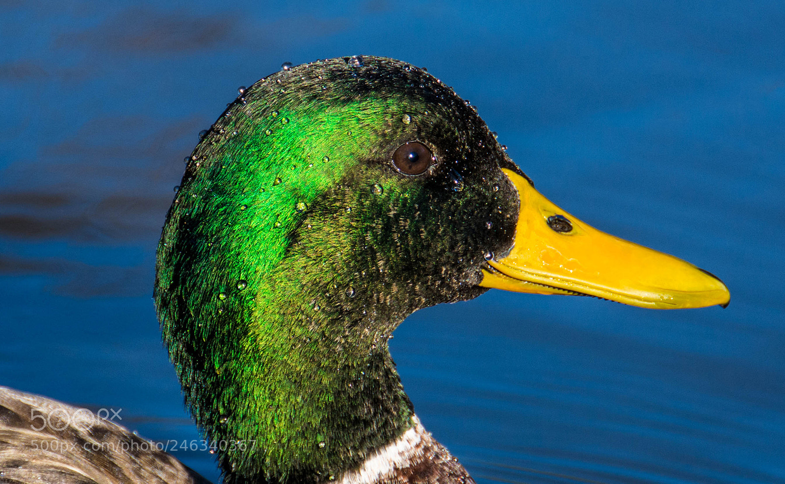 Nikon D7100 sample photo. Royal wild duck photography