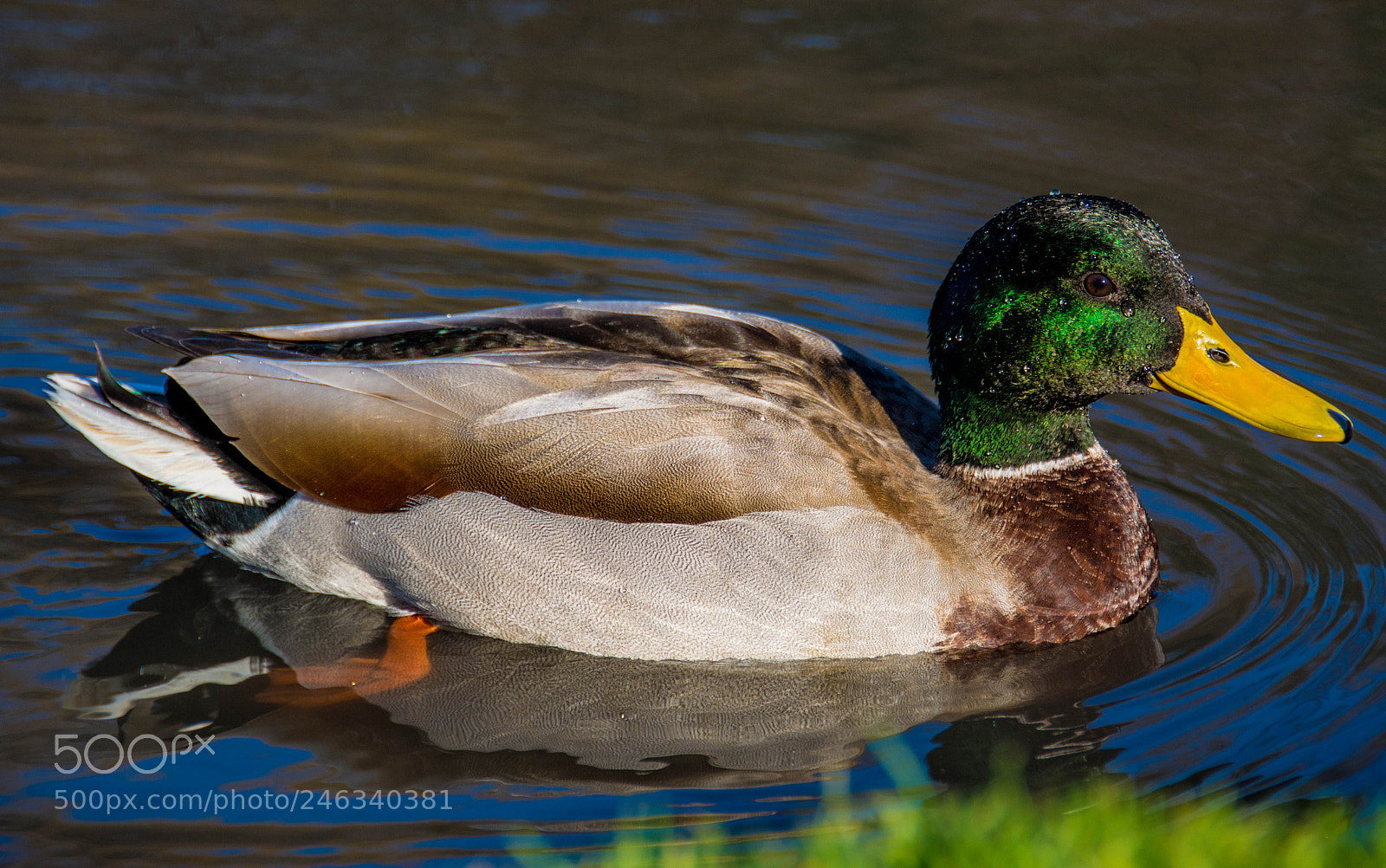 Nikon D7100 sample photo. Royal wild duck photography