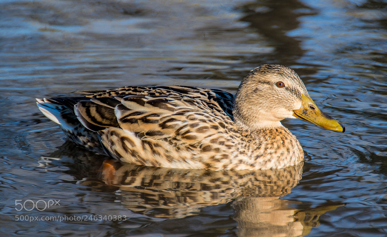 Nikon D7100 sample photo. Royal wild duck photography