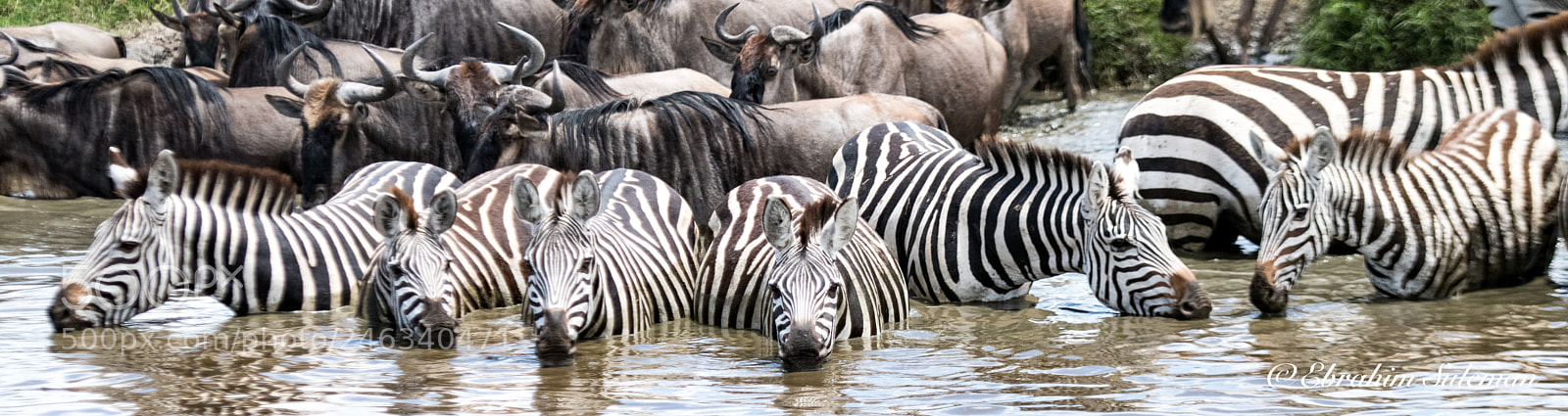 Nikon D850 sample photo. United stripes photography