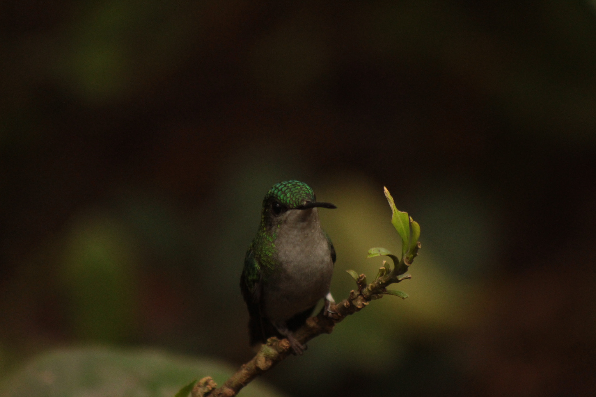 Canon EOS 700D (EOS Rebel T5i / EOS Kiss X7i) + EF75-300mm f/4-5.6 sample photo. Hummingbird photography